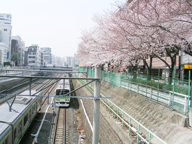 山手線と巣鴨の桜並木